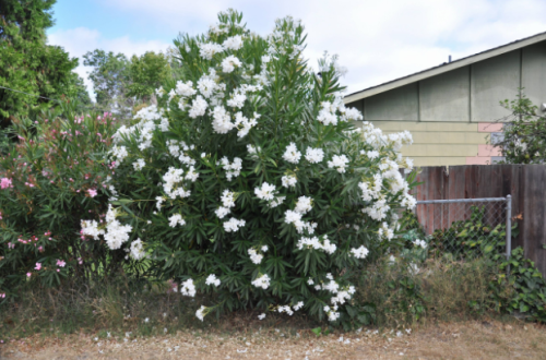 How To Extend The Blooming Season Of White Oleander Trees 6 white oleander tree