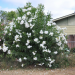 white oleander tree