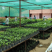 Why Buy ZZ Plant Online in India: Places, Prices & Buying Tips